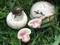 Sziki csiperke (Agaricus bernardii), Mátra. Sózott főút melletti füves részen